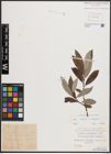 Foto von Salix caprea L. x Salix eleagnos Scop.
